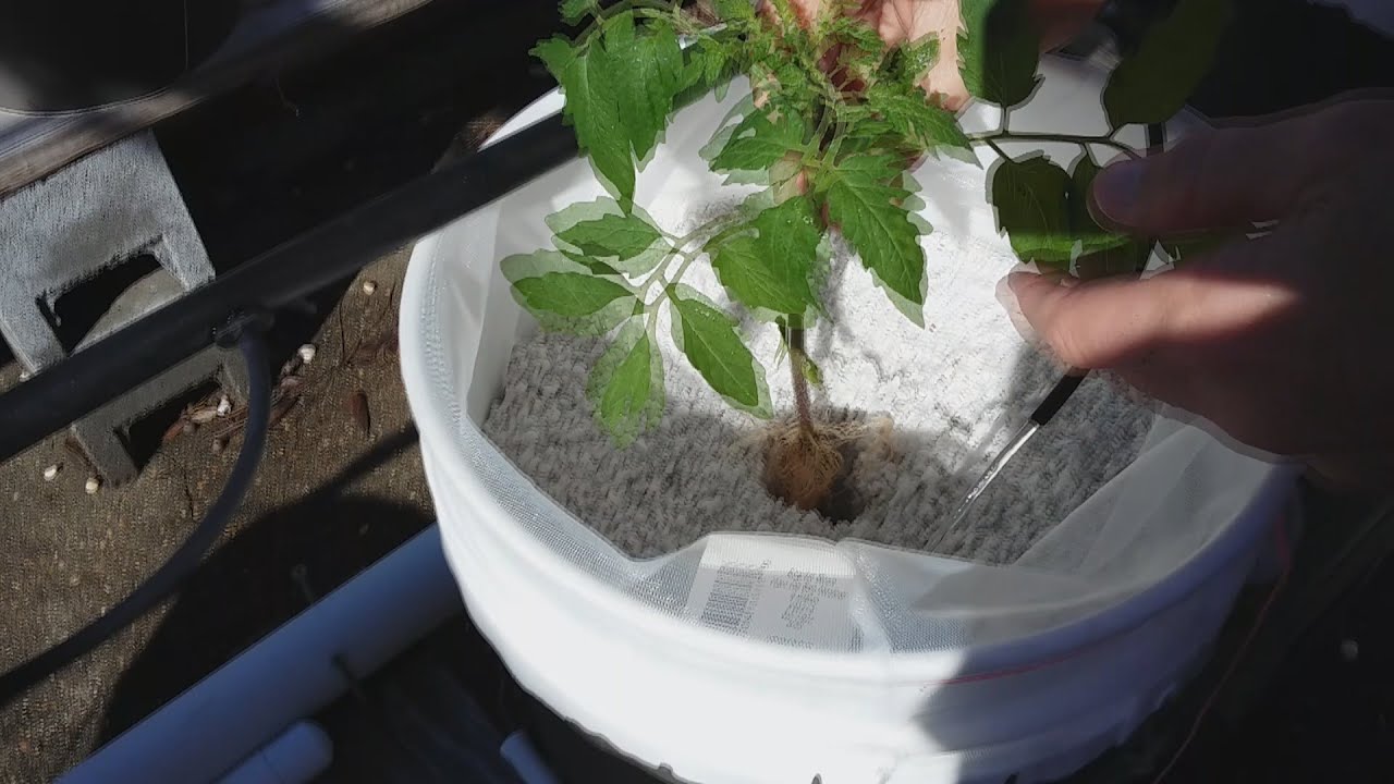 Hydroponics, Dutch Bucket, Transplants & NFT