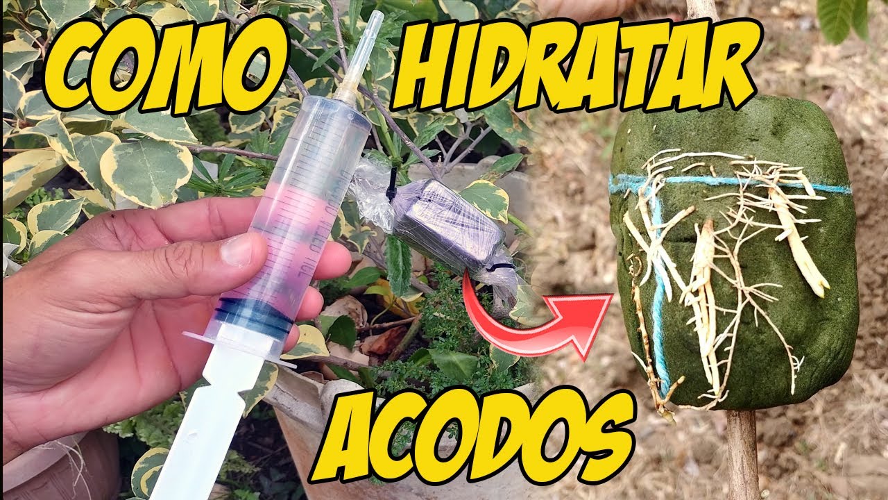 Cómo hidratar o regar acodos aéreos. CLAVES para enraizar y que no se sequen tus acodos aéreos
