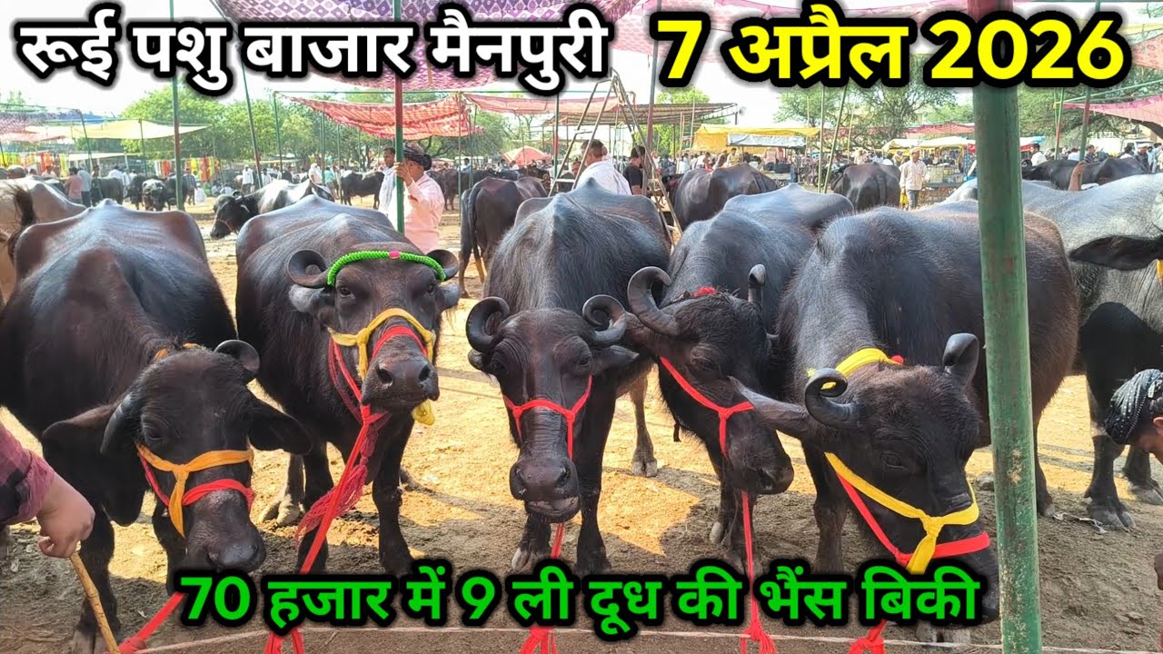 rui pashu bajar ll 07 अप्रैल 2026 ll रूई पशु बाजार ll गर्मी में 90 हजार में 10 ली दूध की भैंस खरीदे 