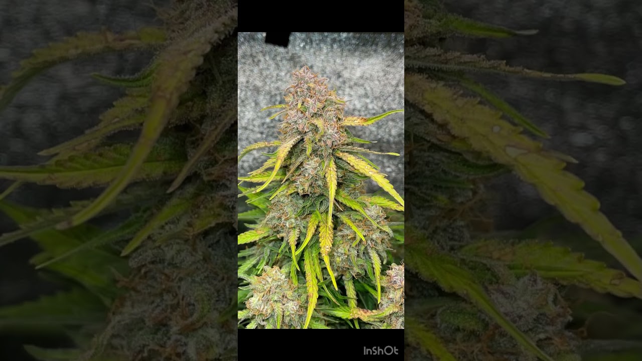 Marshydro TS1000 full spectrum LED test&hellip;