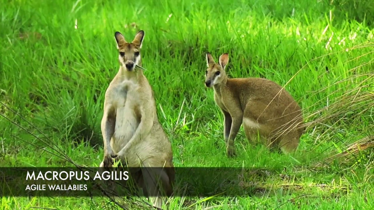Agile wallabies (Macropus agilis)