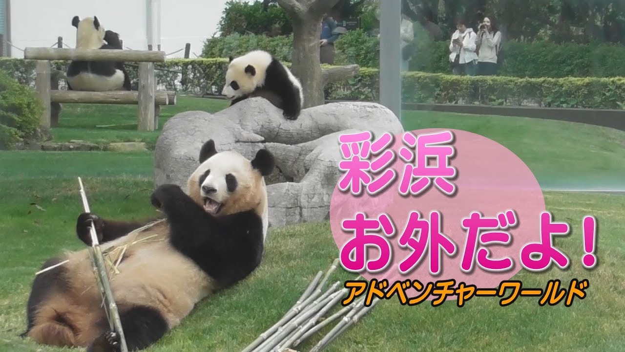 彩浜 お外だよ！　アドベンチャーワールド