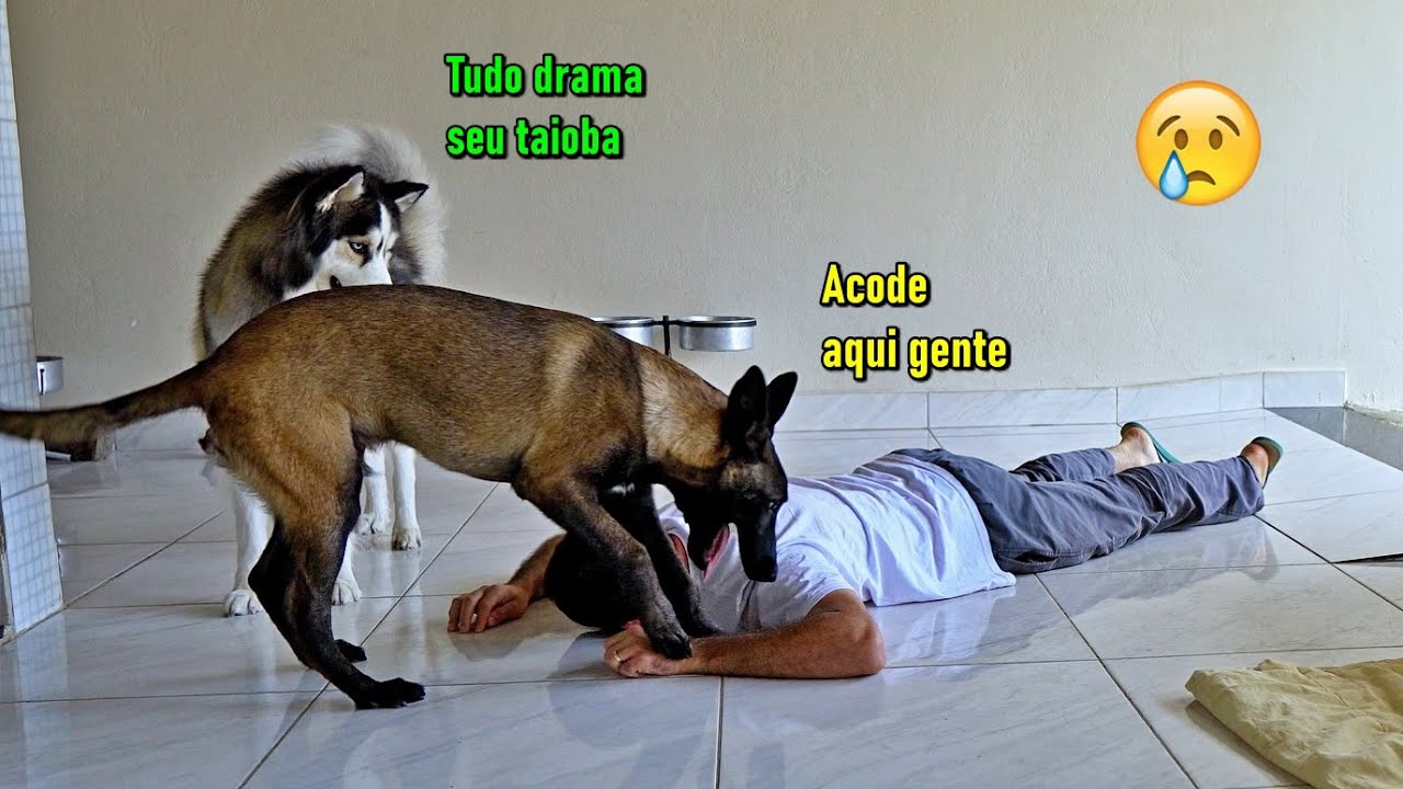 Fingi de morto - Olha a reação do Pastor Belga Malinois