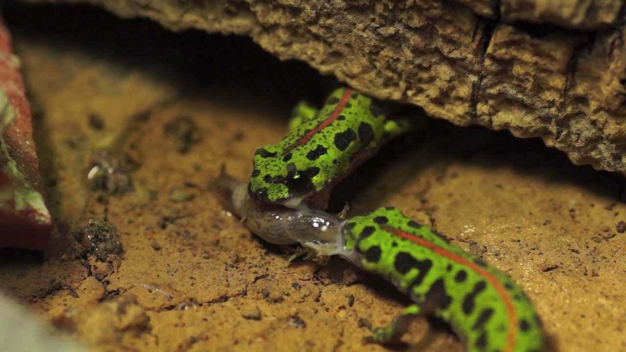 Triturus Pygmaeus