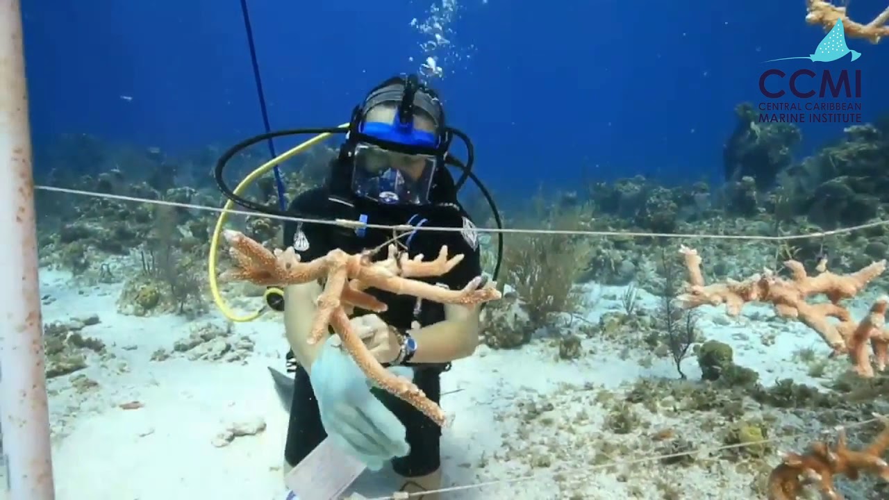 Reefs Go Live: How Do Scientists Grow Corals? - Frame Cleaning