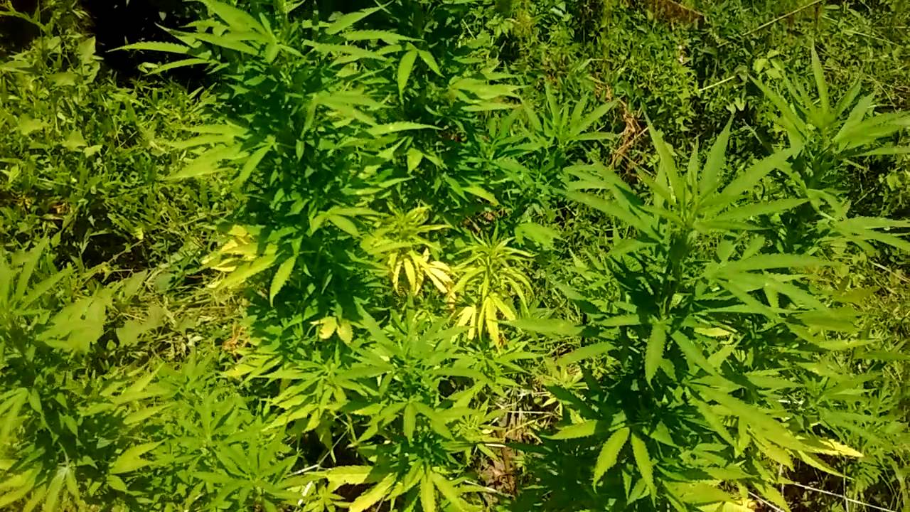 Outdoor CBD Blue Shark