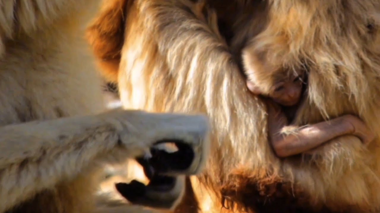 These Mother Apes Bond With there Newborn Baby Is Unbelievable