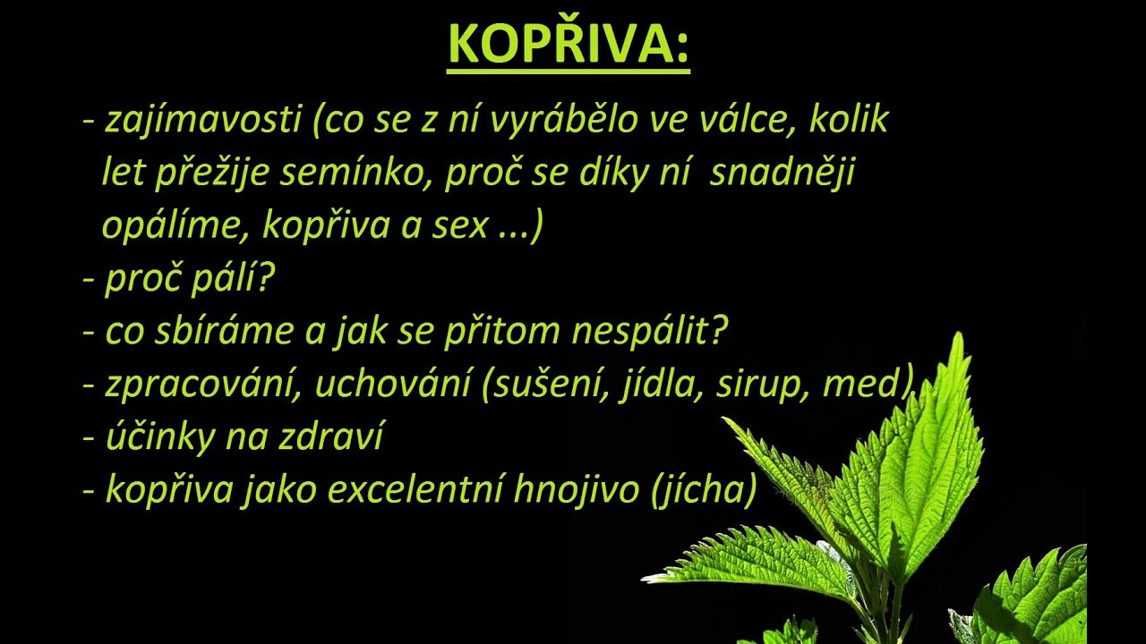 Kopřiva - účinky, co z ní vyrábíme, zajímavosti