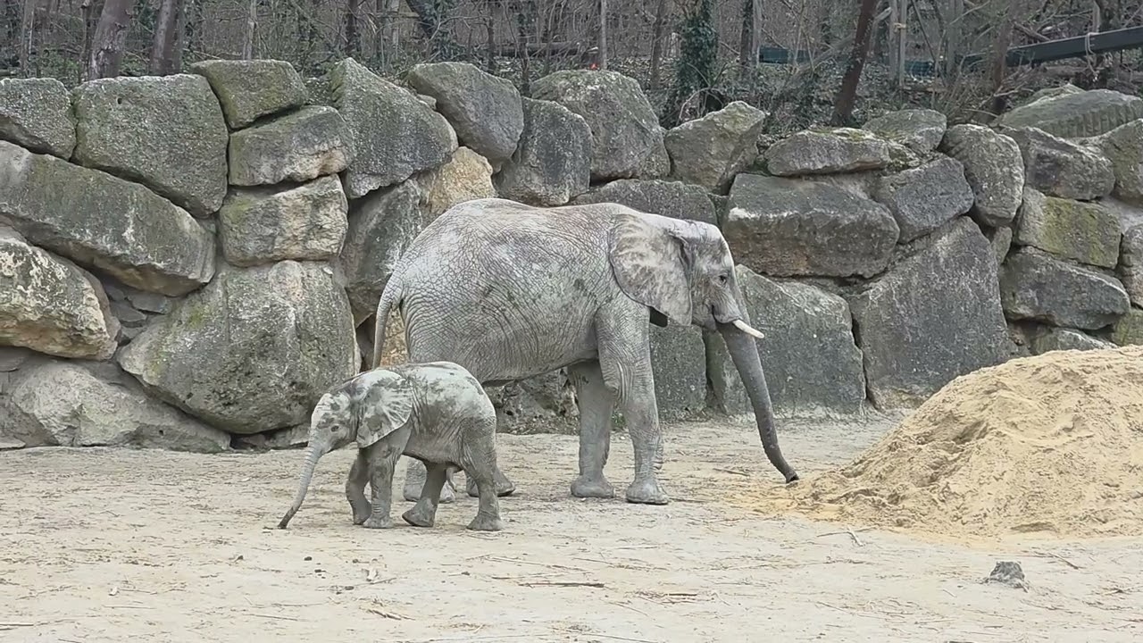 Babyelefant Maputo