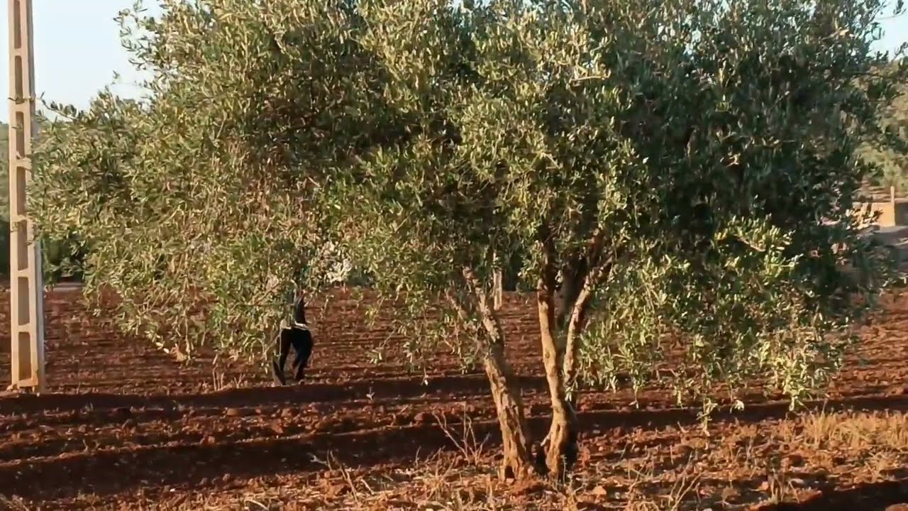 أرض للبيع 4 هكتار 24 مليون على طريق صالحة مشروع و فلاحة زوينة 💥 واعرة🐄 عند جمال وسيط0679444657 همززا