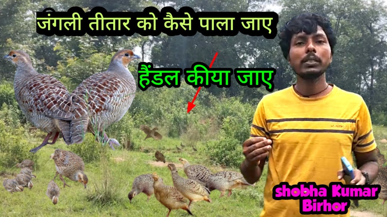 जंगली तीतार को कैसे पाला जाए | हैंडल कीया जाए | Jungle teetar ko kaise pala jay | handar kiya jay