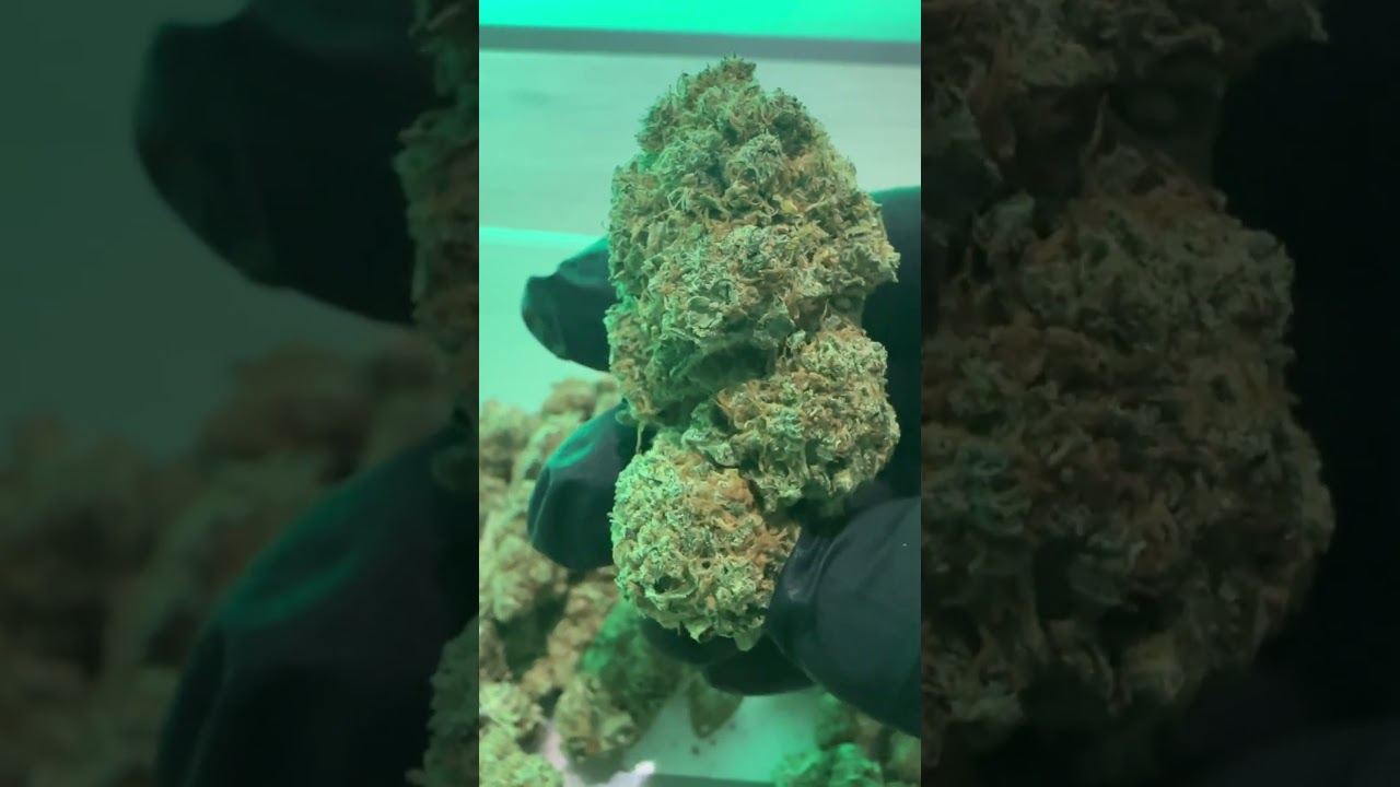 Lemon Skunk, nouvelle vari&eacute;t&eacute; dispo dans votre shop LH CBD. #cbdfrance #cbdshops #cbd