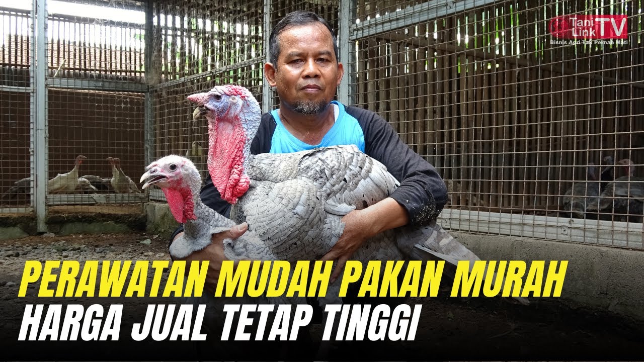 Ternak Ayam Kalkun Skala Rumahan Jadi Bisnis Menjanjikan