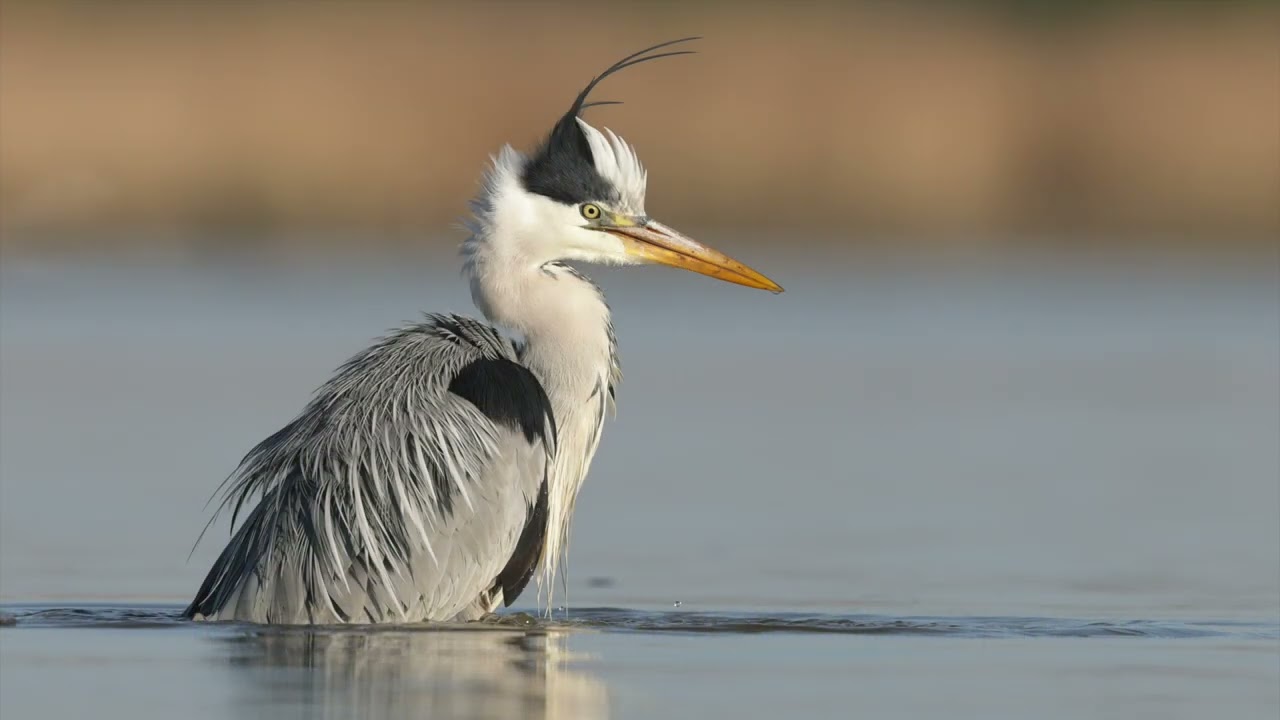 Aff&ucirc;t flottant en Dombes avec l'Association Grandeur Nature