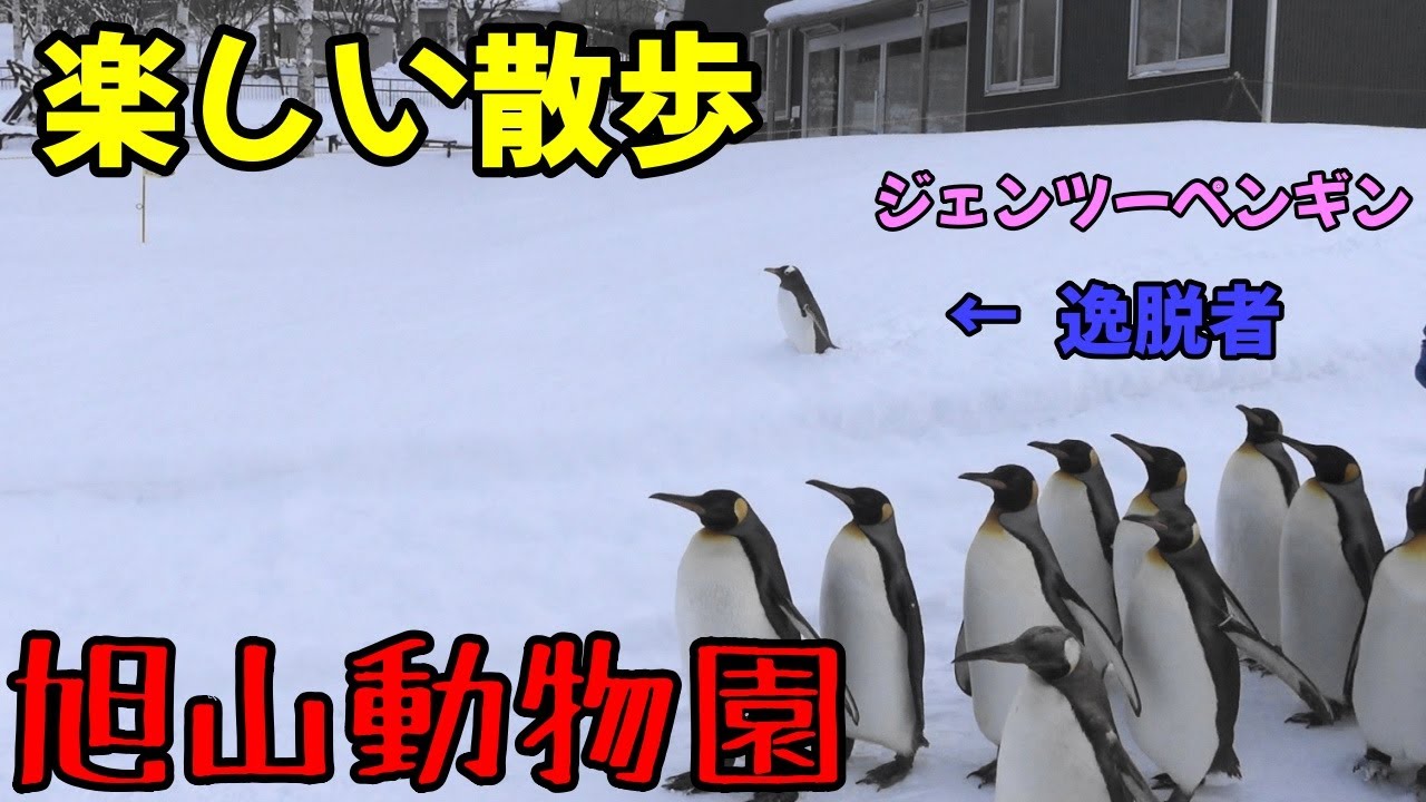 【旭山動物園】ペンギンの散歩！逸脱者の正体は・・ジェンツーペンギン。