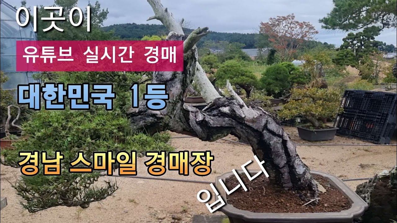 경남 스마일경매장/대한민국 1등 유튜브 분재&정원수 경매장/ 이곳이 대한민국 분재 경매장입니다
