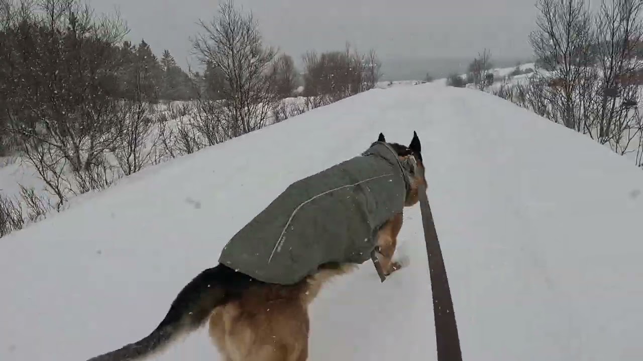 German shepherd on walk. Eros på tur.25.02.2026. welcome to winter land. 0 degrees and snowing today
