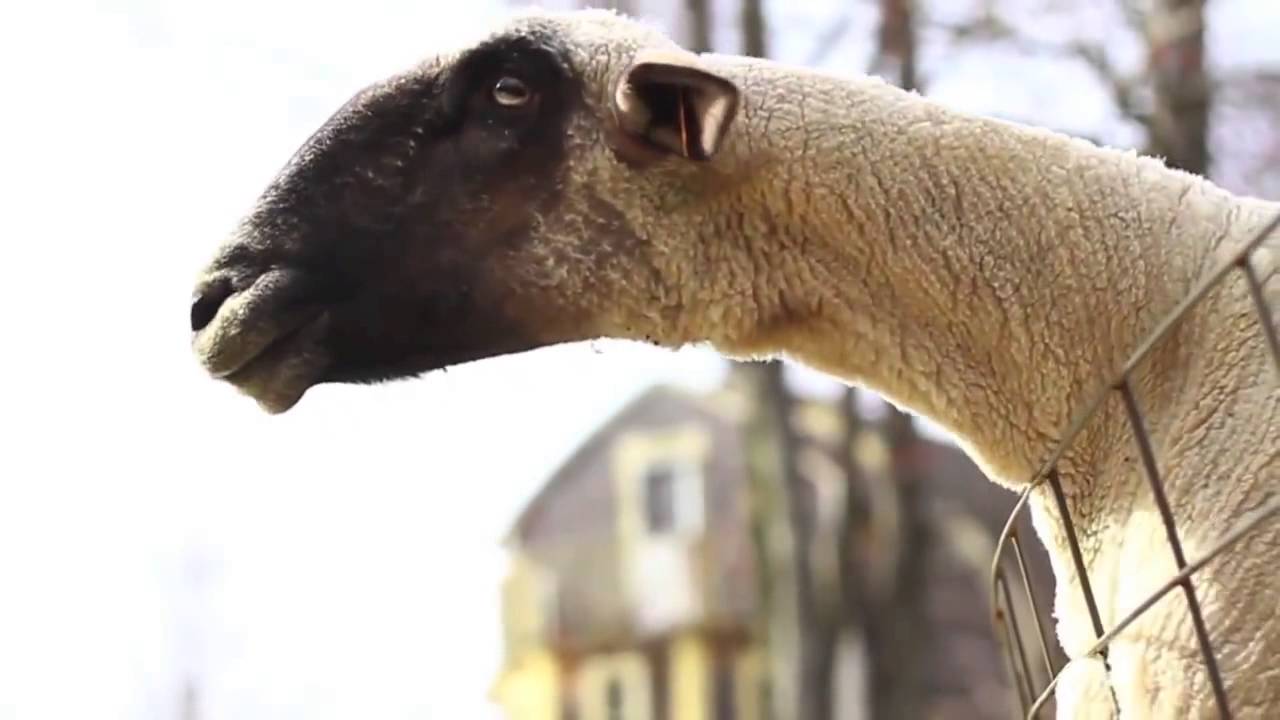 Cabras Berram e Gritam como Humanos - Duvido n&atilde;o Rir!