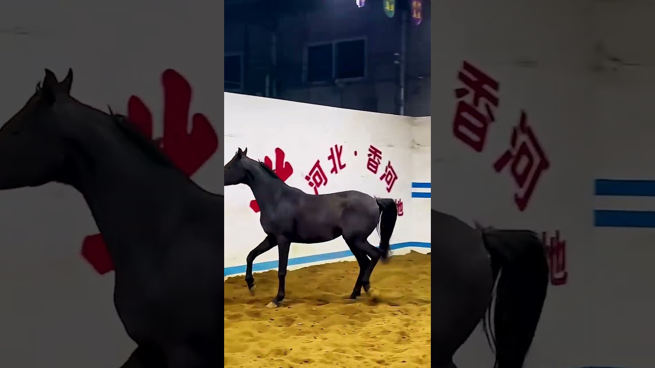 Excellent piece of black Arabian mare!