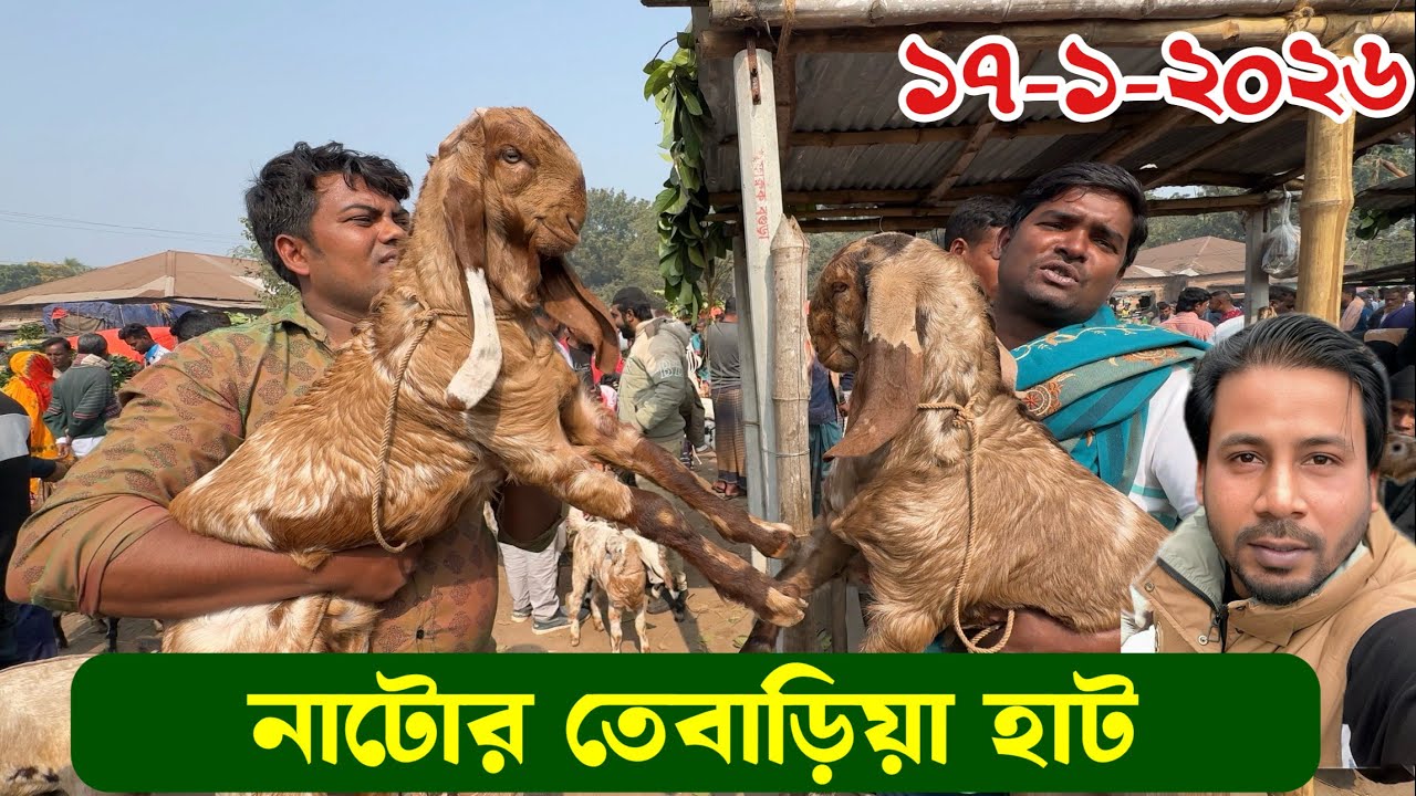 নাটোর তেবাড়িয়া হাট থেকে বড় খাসি বড় ছাগল ও বাচ্চার দাম জানুন Goat market bd 