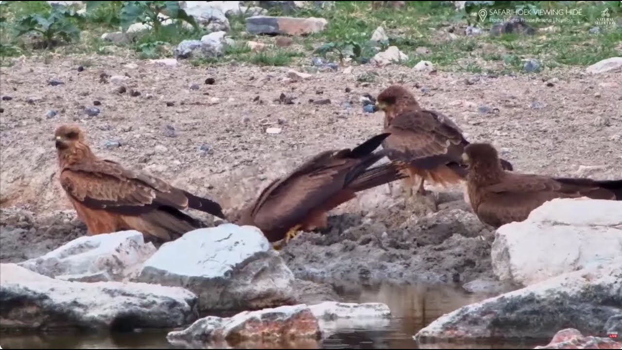 🦅🦅@Safarihoek, Wildlife Cam, Namibia 2026/01/26
