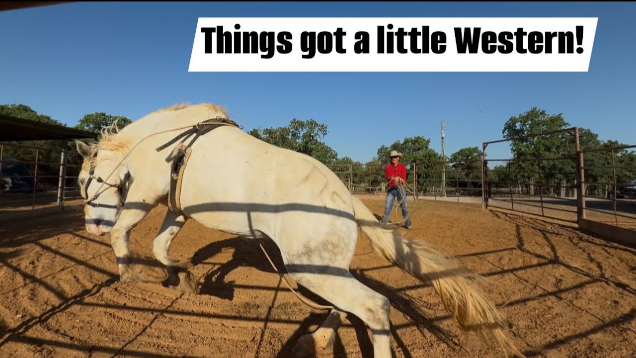 Getting Closer to Saddle preparation with the Bucking bred Horse