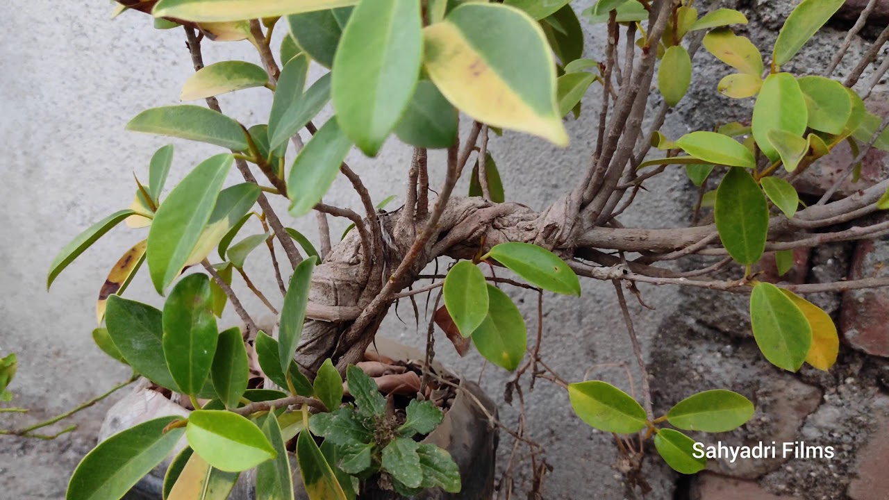 Ficus Training Bonsai - Ficus virens ( Pilkhana ) & Ficus Panda