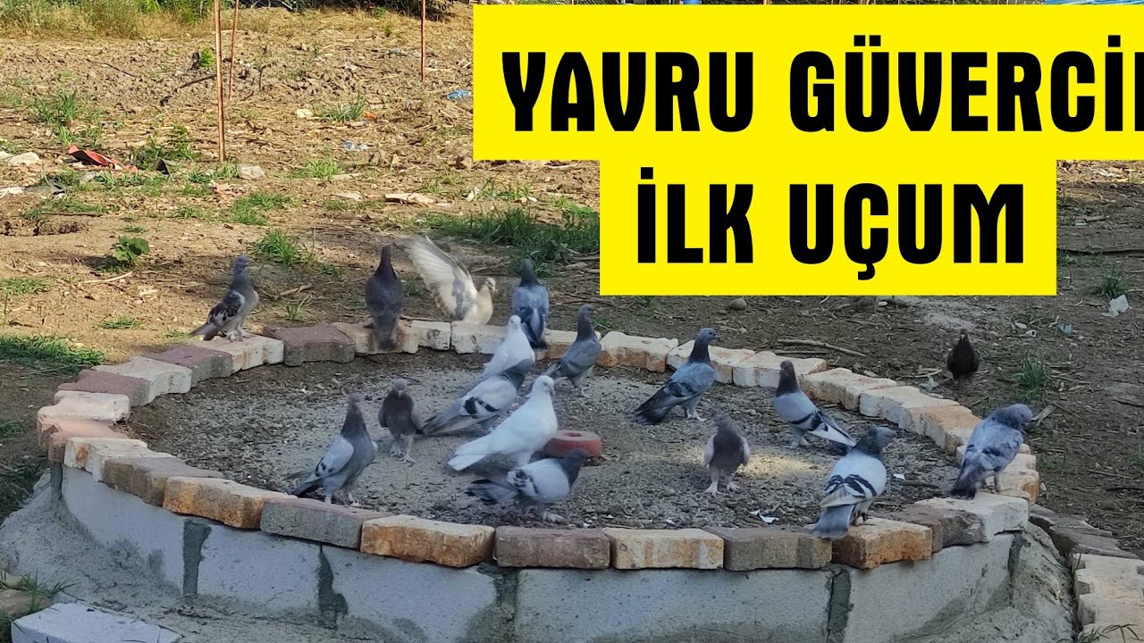 YAVRU GÜVERCİNİ İLK KEZ NASIL UÇURURUZ VE NELERE DİKKAT ETMELİYİZ.