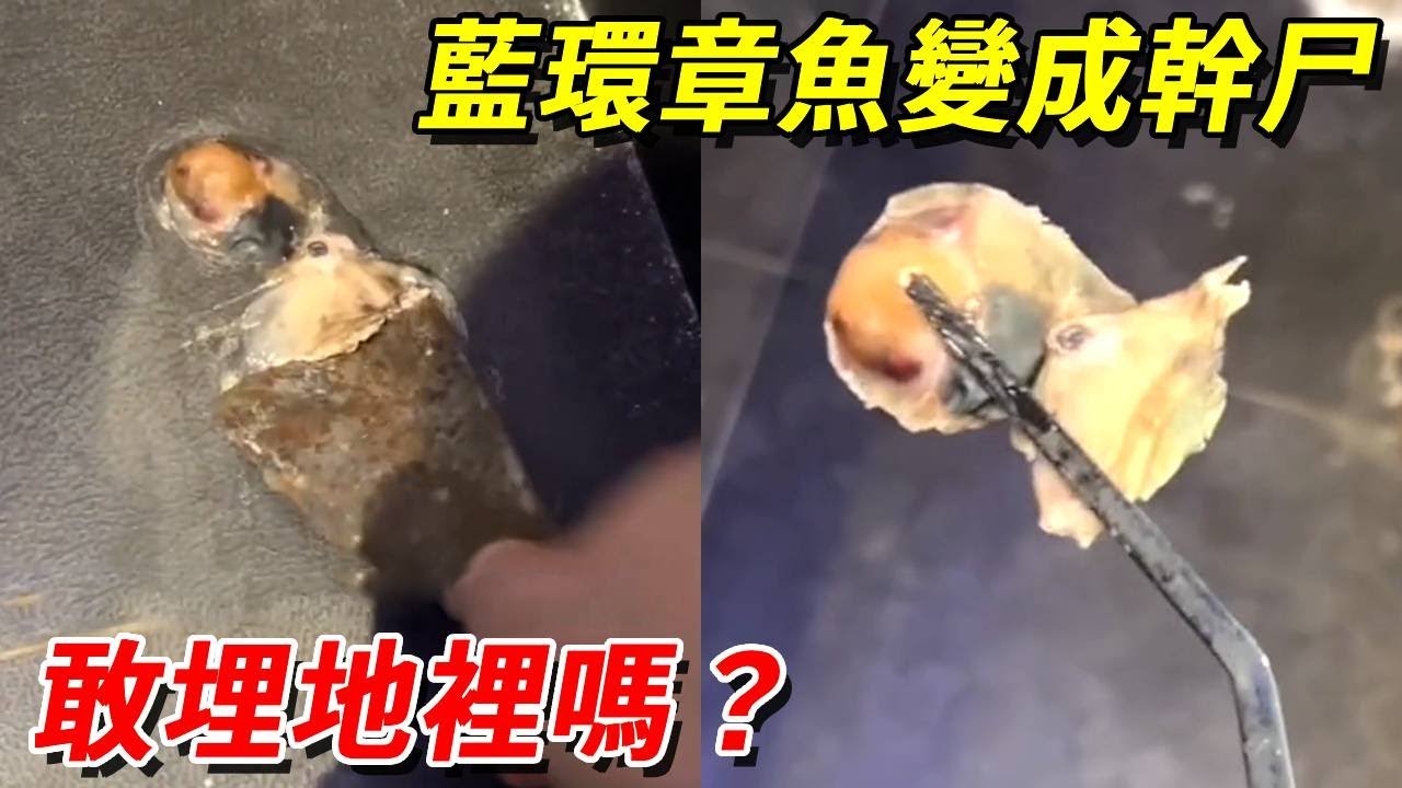 完成！藍環章魚跑出缸變成乾尸了！埋土裡會不會讓我家的院子變成毒院子啊【王小怪】