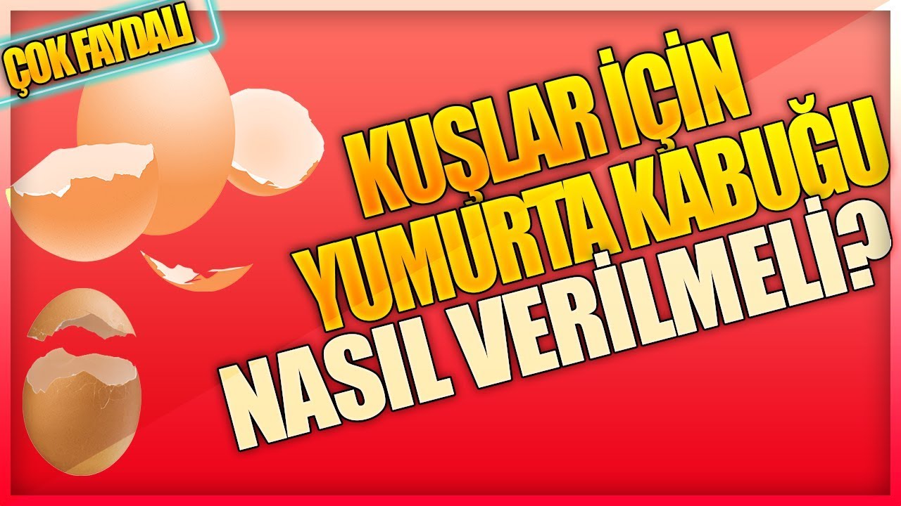 KUŞLAR İÇİN YUMURTA KABUĞU NASIL VERİLMELİ? FAYDALARI