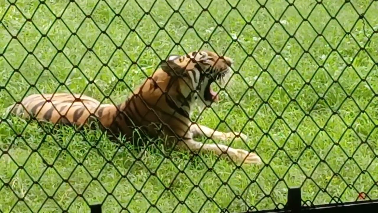 Bengal tiger