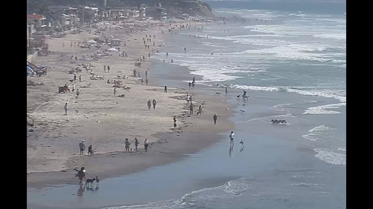 🔴 DEL MAR’S DOG BEACH Live ~ DEL MAR, CALIFORNIA