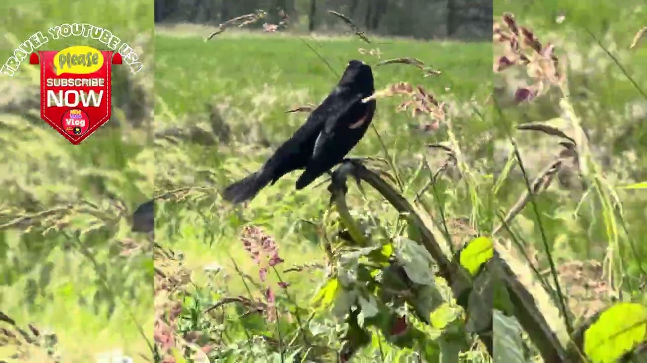 Nature lovers vlog / birds vlog / new vlog / birds singing 