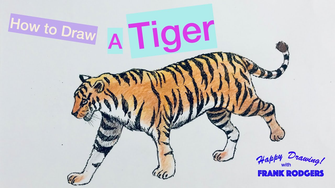 How to Draw a TIGER. Sketching Wild Animals No 2. Happy Drawing with Frank Rodgers
