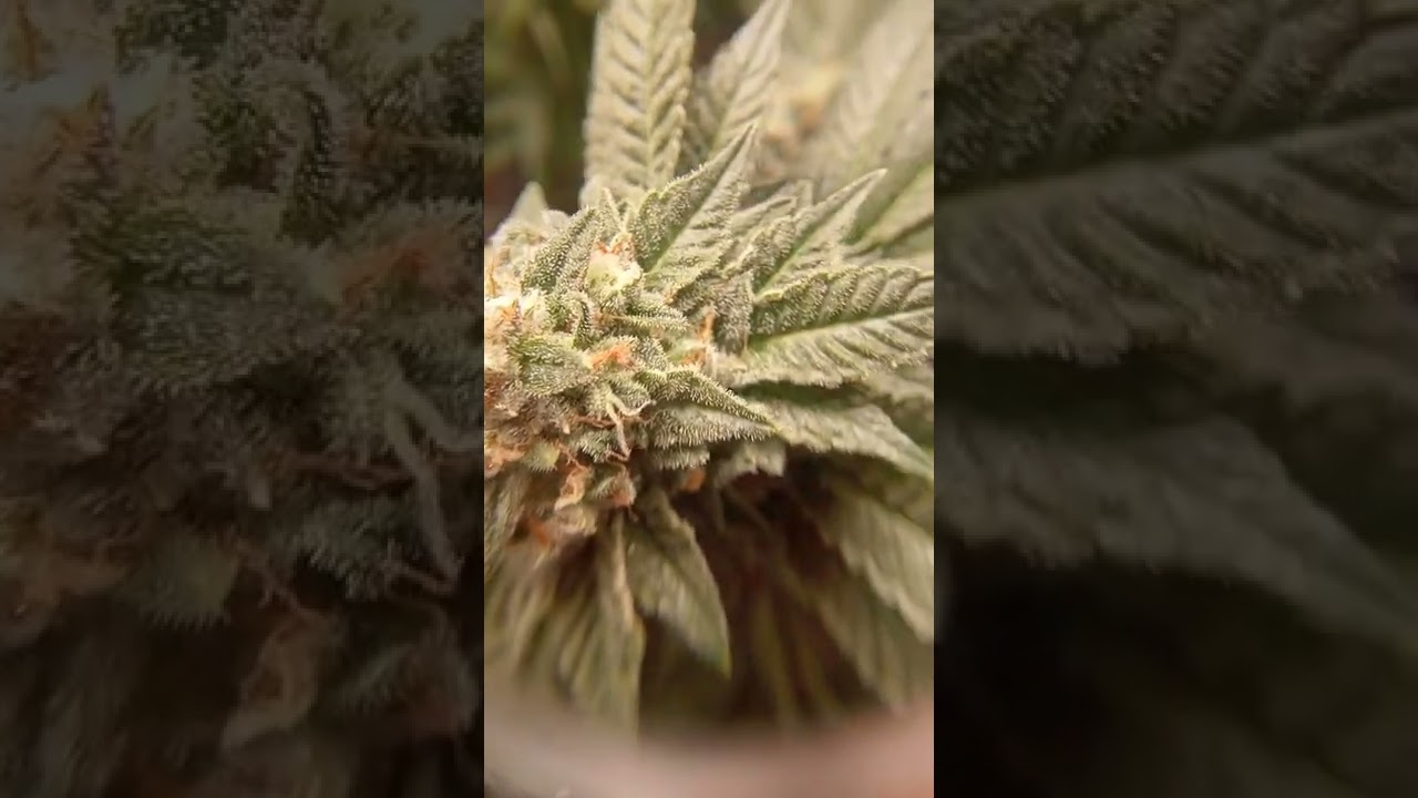 9 semanas flora&ccedil;&atilde;o, investigando tricomas#420#cannabis#prensado#maconha#maconheiro #maconhamedicinal