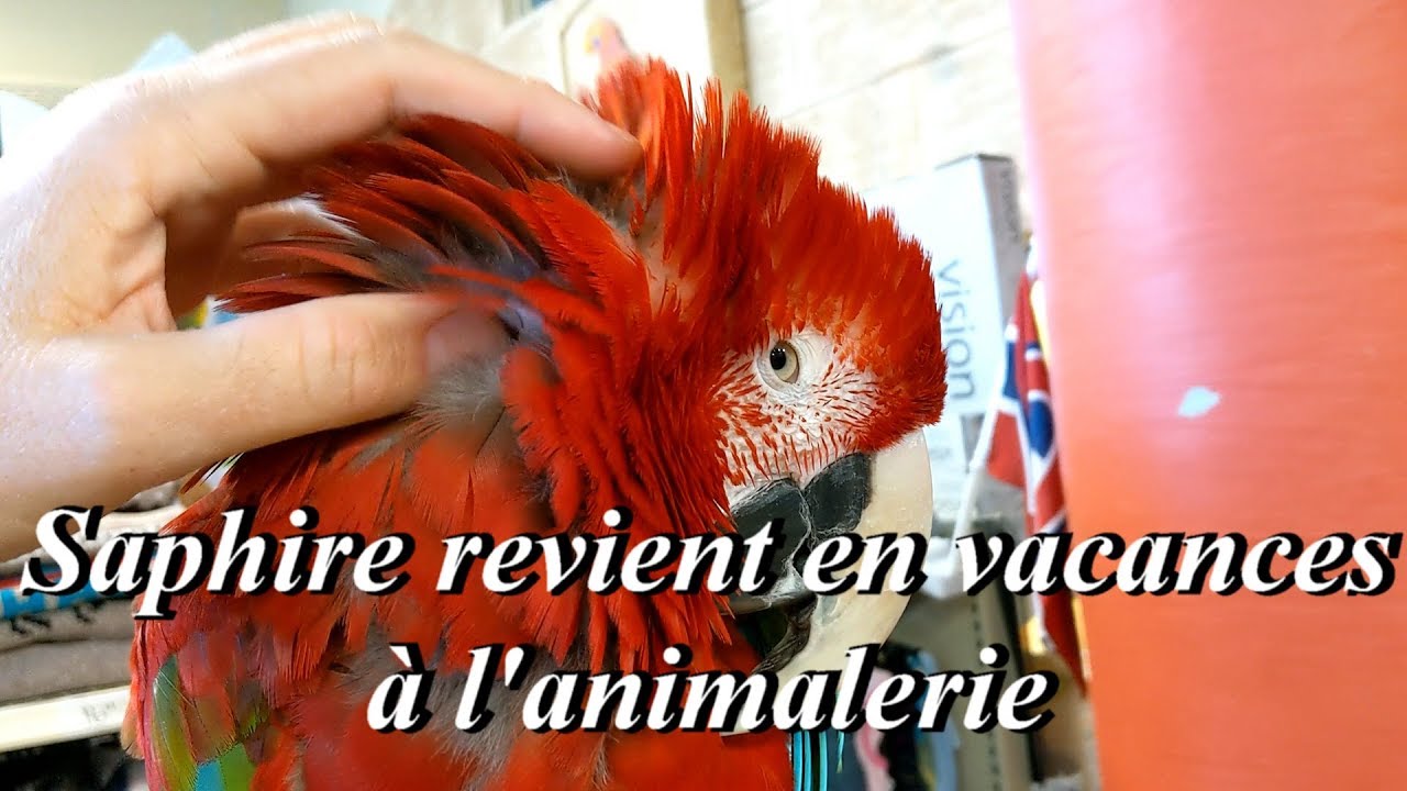 Saphir Ara Chloropt&egrave;re revient en vacances &agrave; l'animalerie