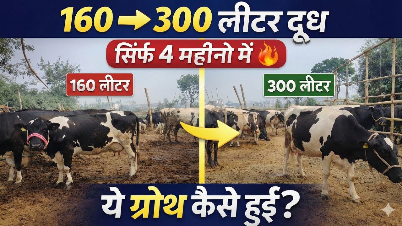 डेयरी फार्म की असली ग्रोथ 🔥 160 से 300 लीटर दूध सिर्फ 4 महीने में/dairy farming india/dairy farm