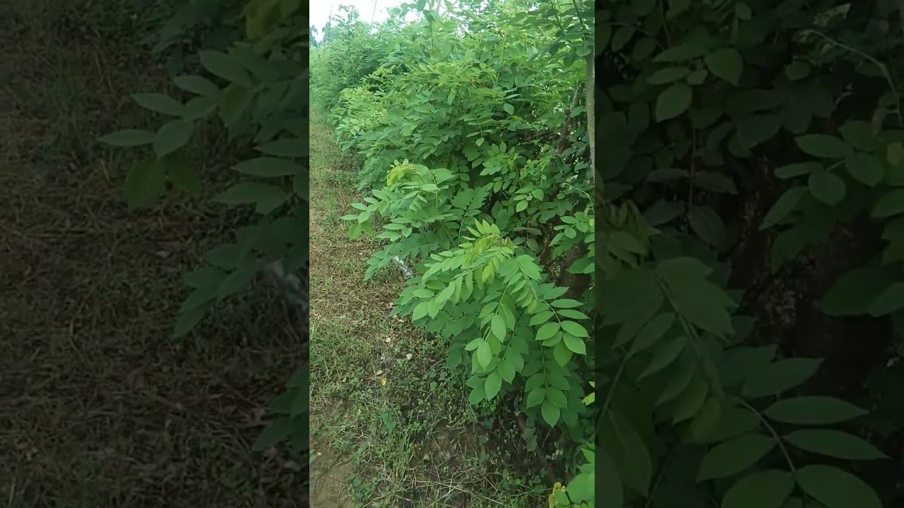 Bank pakan, pagar kebun tanaman legume gamal/kleresede