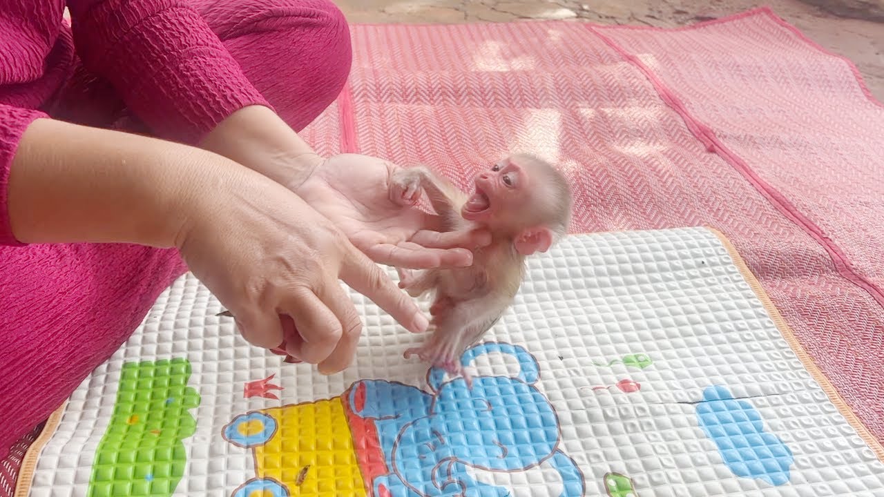 Baby LeDuc Sharply Yelling Want To Eat Dragon Fruit