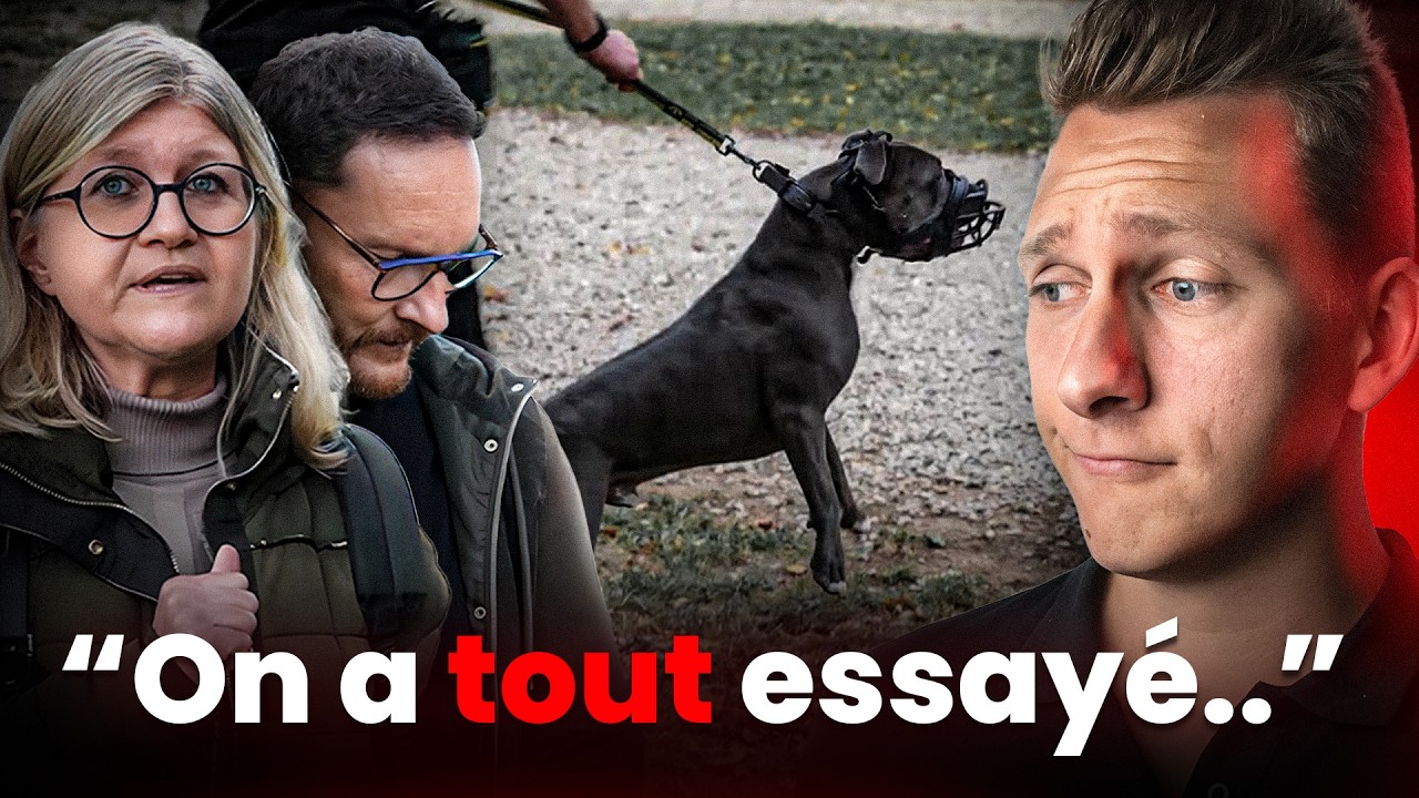 AMSTAFF Agressif Congénères : c'est sa dernière chance - Sos Educ Dog 5