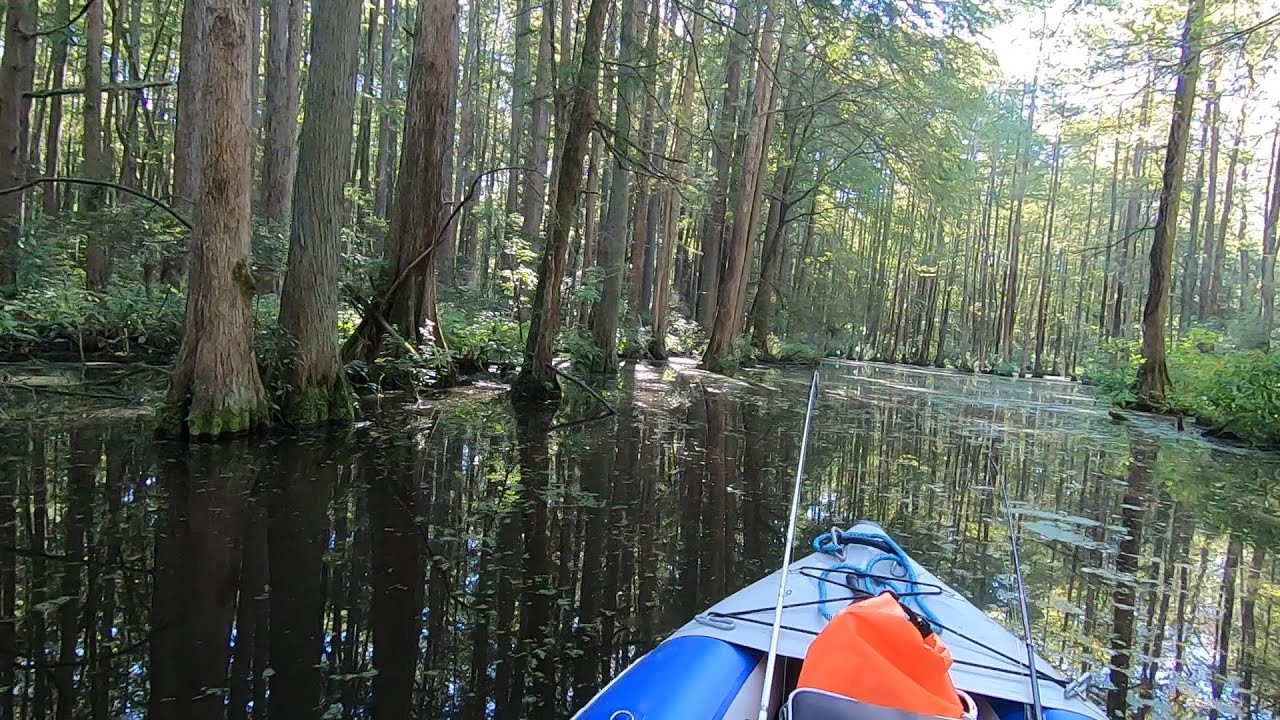 Swamp'n at Trap Pond State Park in Sea Eagle Explorer 380X