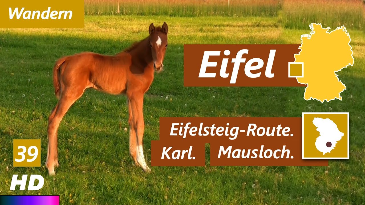 Eifel | Von Karl Richtung Manderscheid | Eifelsteig (Lieserpfad) | 