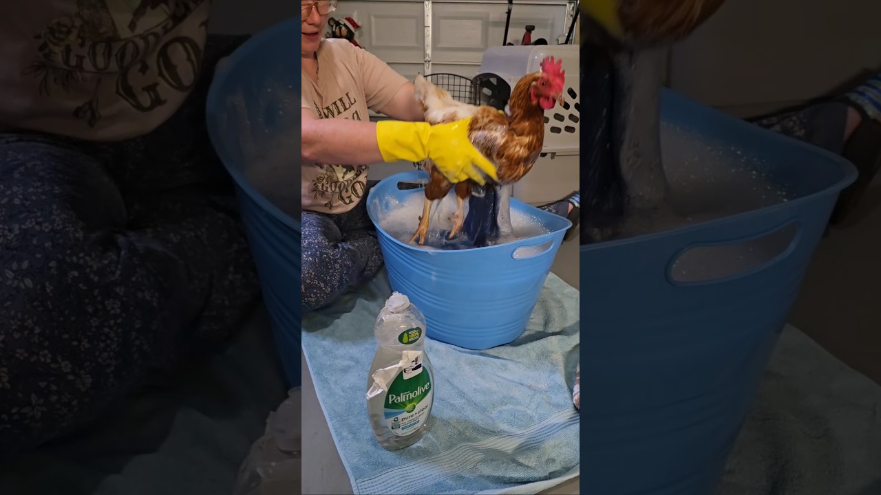 my chicken is sick 😫 #fyp #foryou #backyardchickens #momlife #sahm #youtubeshorts