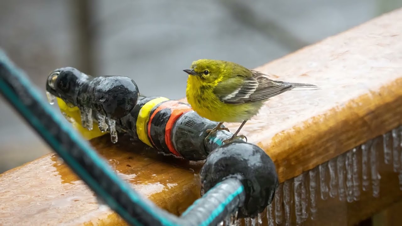 Snow Birds (4K)