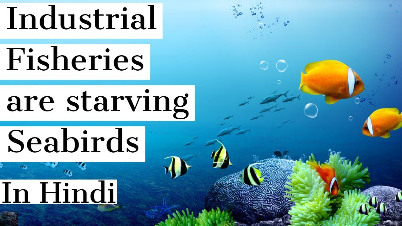Industrial fisheries are starving Seabirds समुद्री पक्षी क्यों मर रहे है? Current Affairs 2018