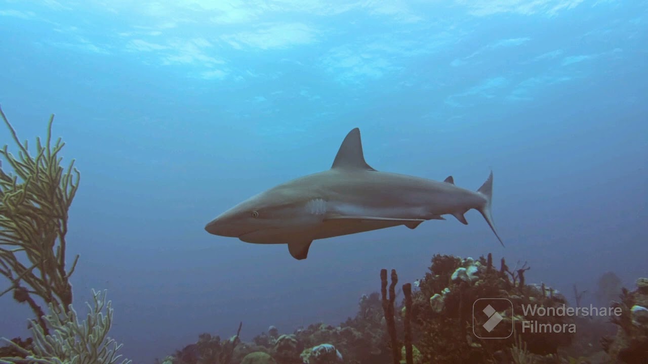 Nassau Diving with Stuart Coves