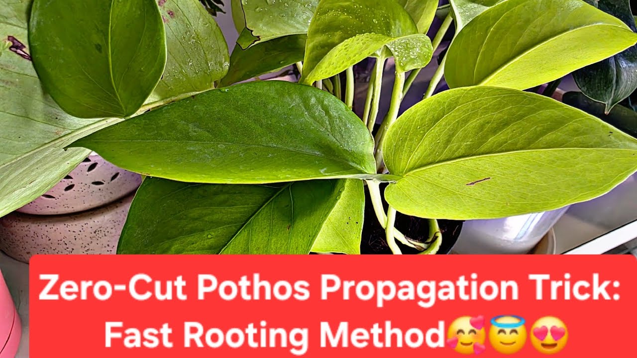 How to Multiply Pothos Without Pruning | 100% Working Method#pothos #propagation #yt #indoorplants 