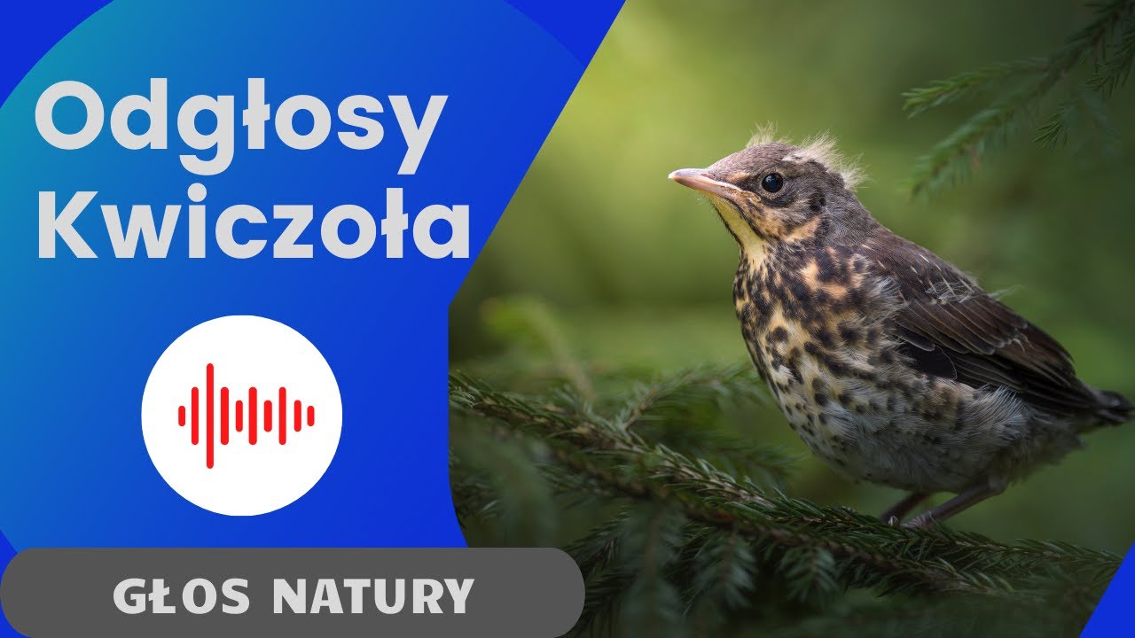 Kwiczoł. Odgłosy Kwiczoła. Dźwięki jakie wydaje Kwiczoł. Kwiczoły
