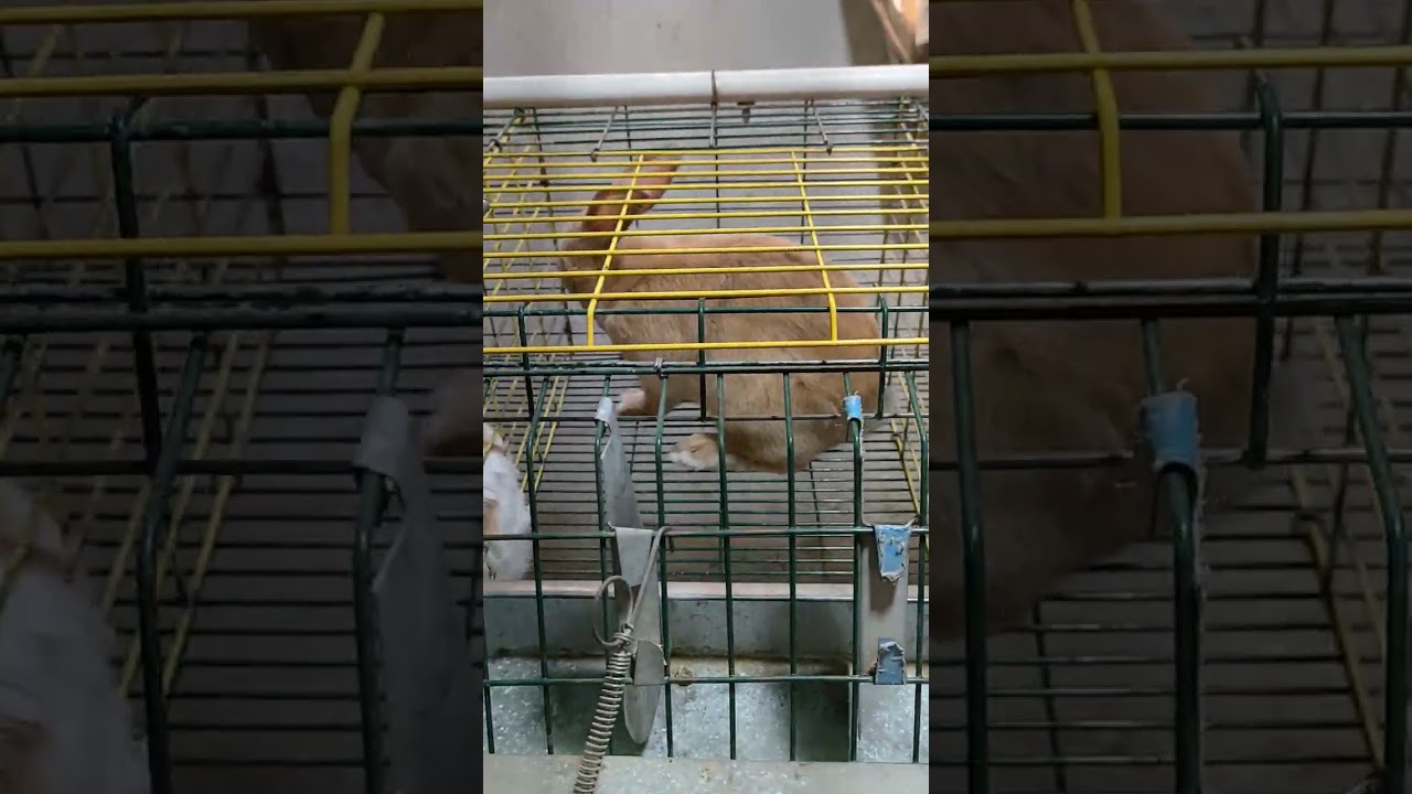 هيتخرب بيتك لو اشتريت أرانب بيور