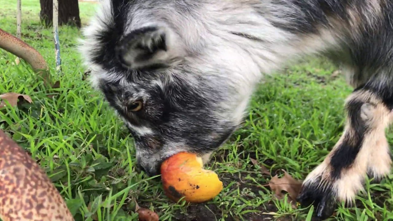 Goat Eating Apple ASMR - No Talking - Satisfying Animal Sounds